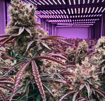 Plant weed indoor