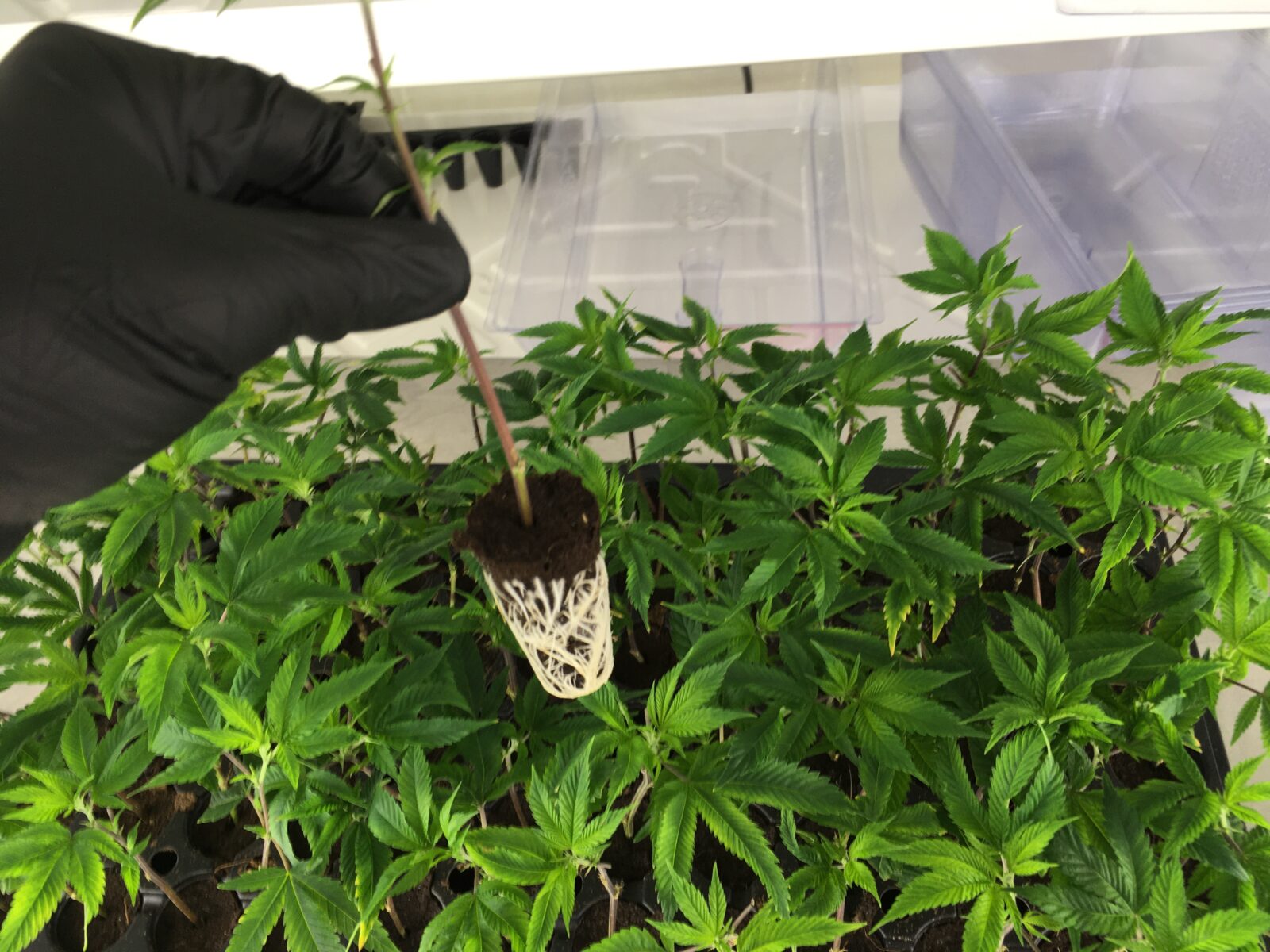 cloned cannabis plant