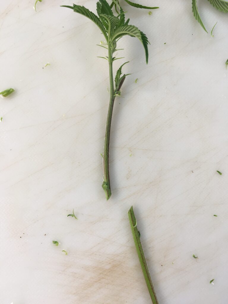 node of a cannabis plant