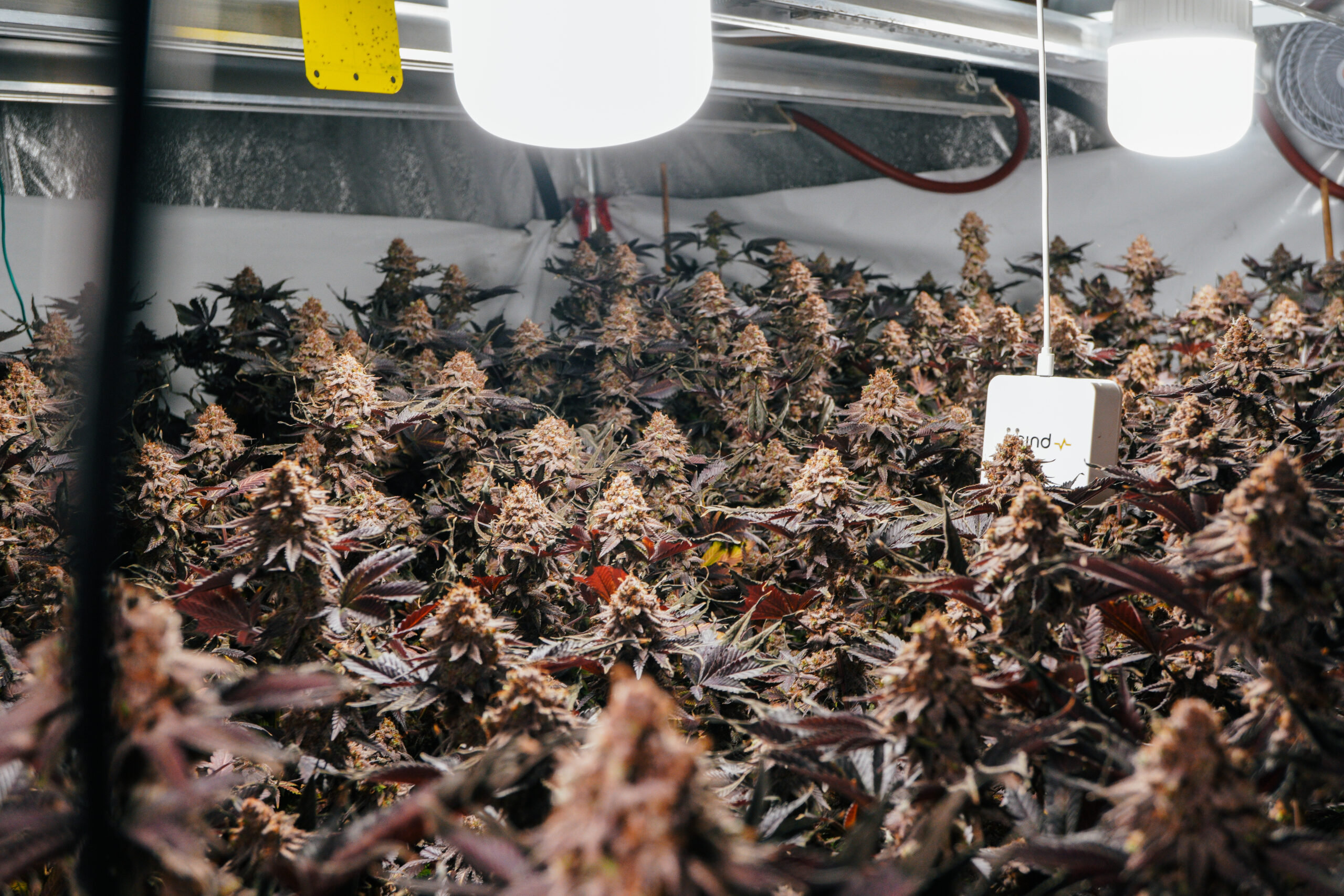 Guide to Growing Weed Indoors for Beginners: Flowering Stage