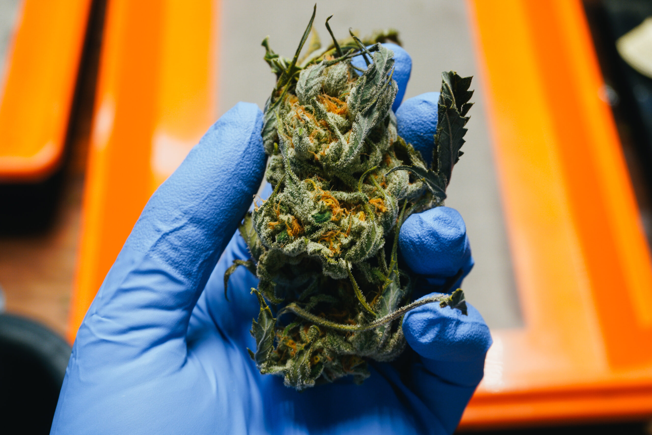Sexy Weed nugs