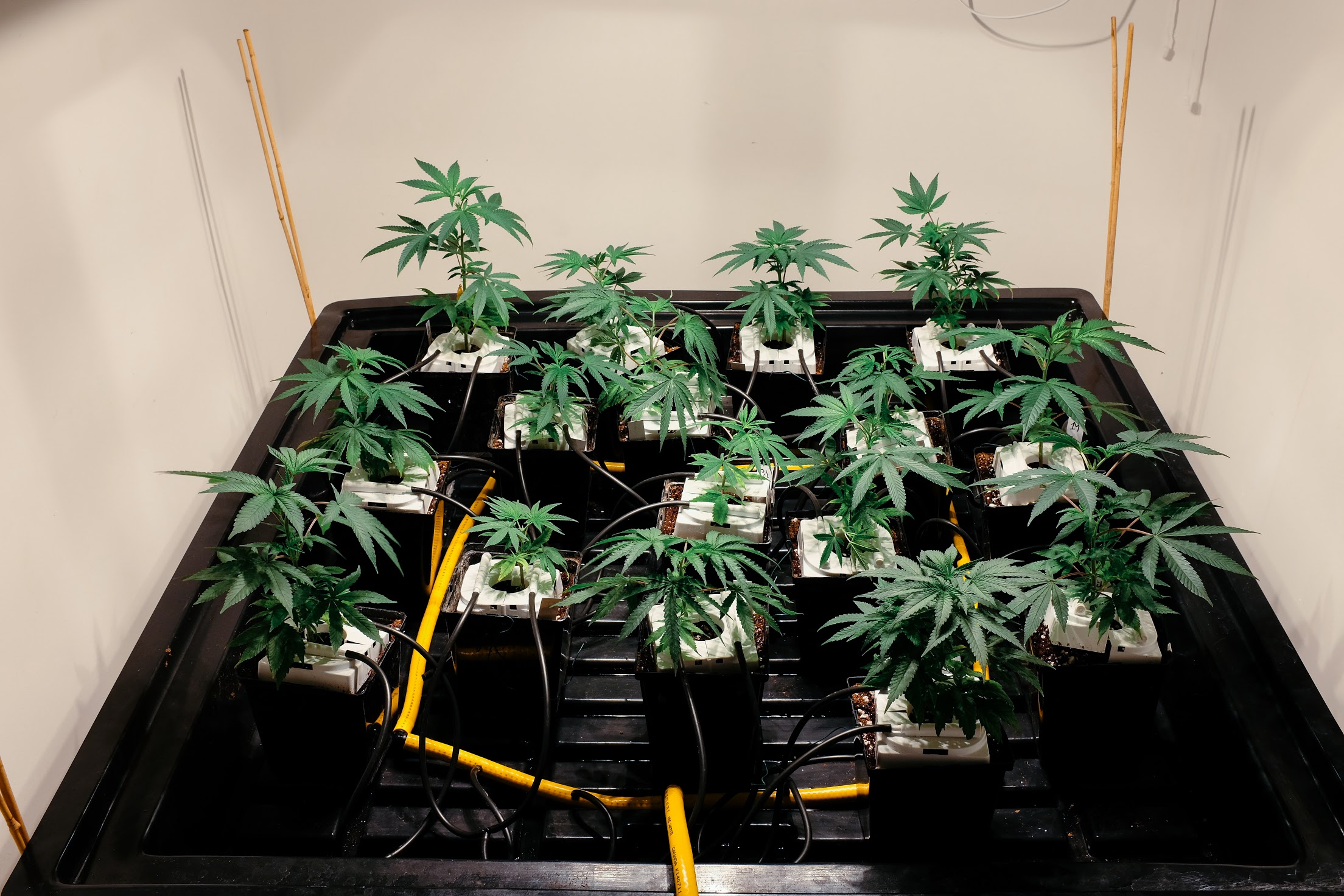 Weed Vegetation stage