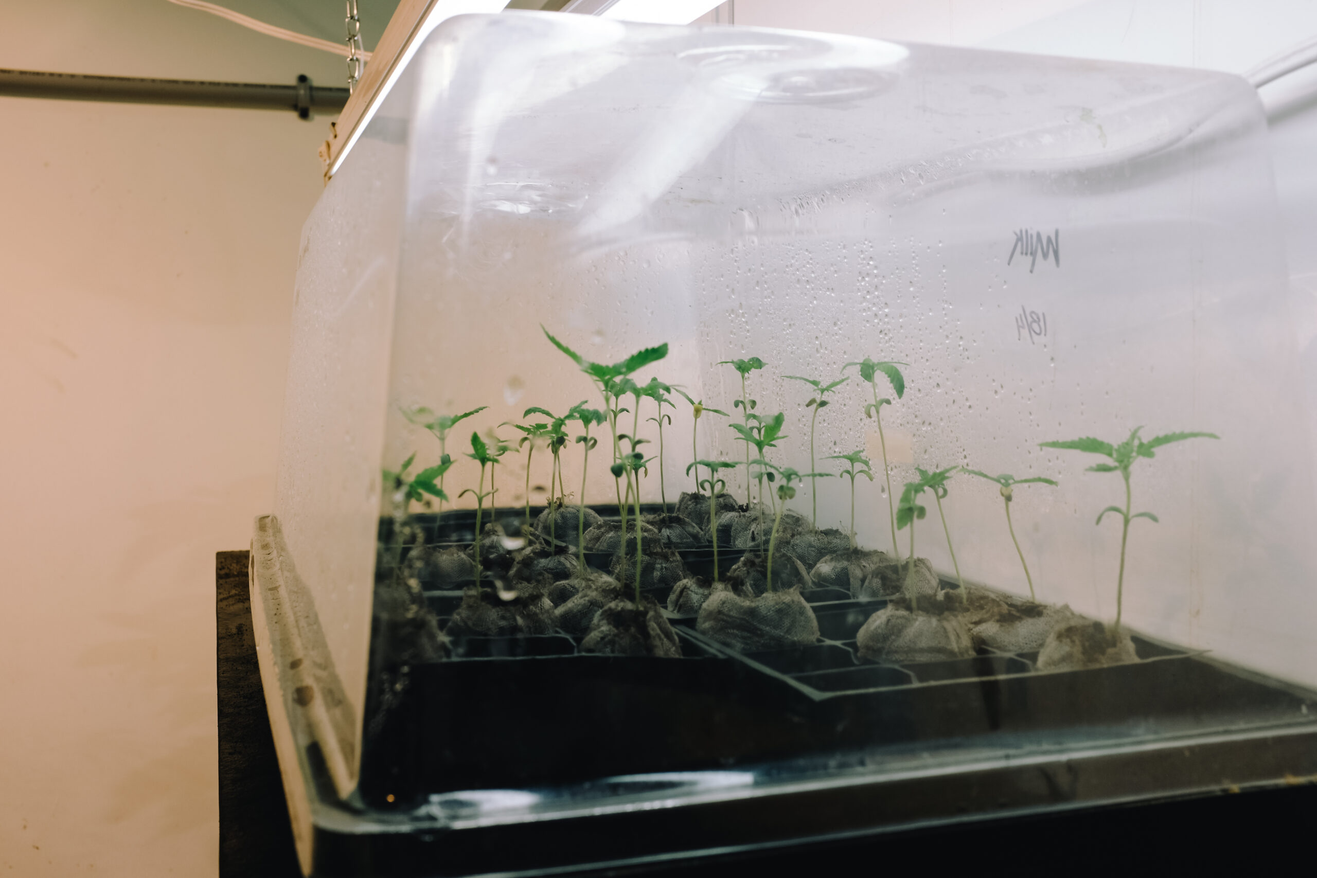 Guide to Growing Weed Indoors for Beginners step 1