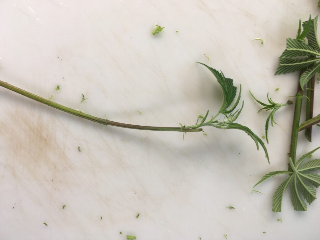 Trimming while cloning