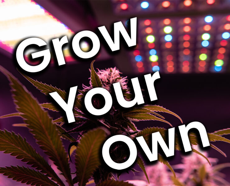 grow marijuana