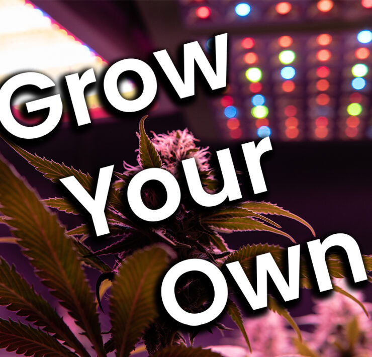 grow marijuana