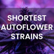 shortest autoflower strains
