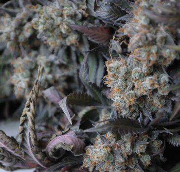Packaging is Ruining Your Cannabis