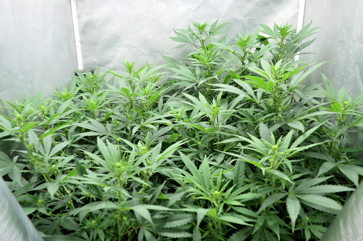 Happy Plants Get Consistent Watering Whenever Needed
