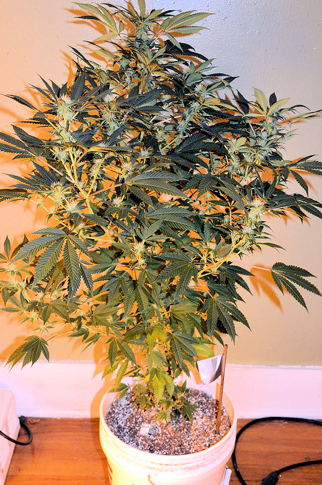 Healthy Looking Mishku by AB Normal