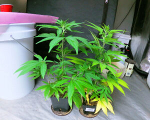 Side by Side Clones in Slashed and Non-Slashed Growing Containers