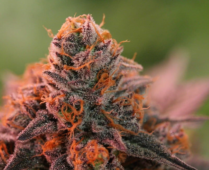 Vision Quest Cannabis Cultivars