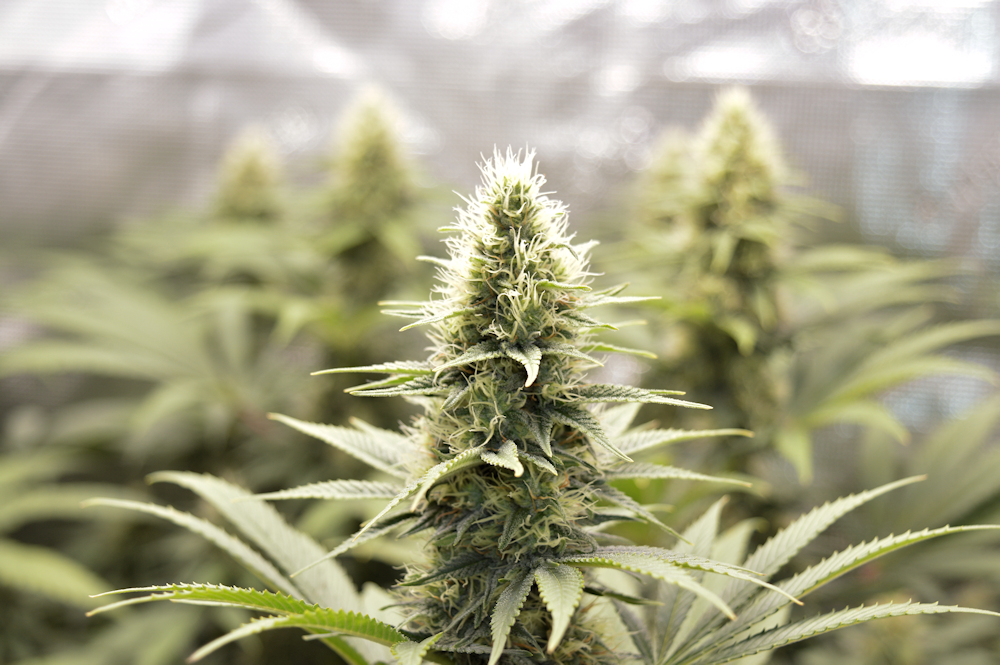 Your Plants Will Be Much Happier and More Productive