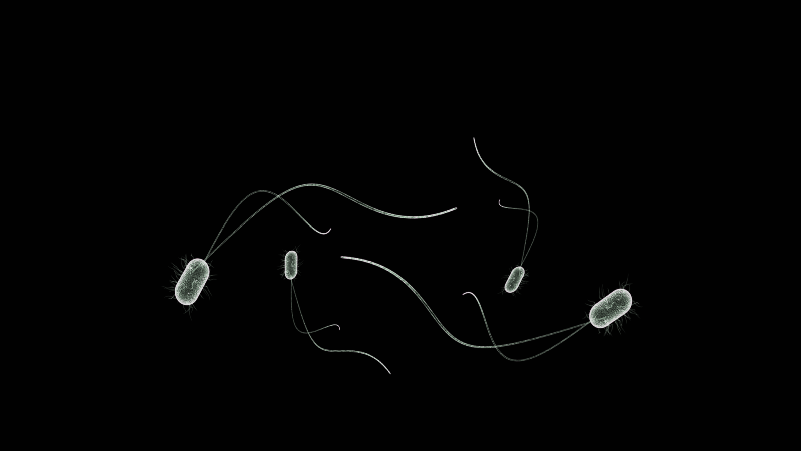 Magic Microbes for Healthy Plants