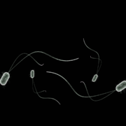 Magic Microbes for Healthy Plants