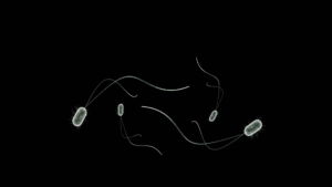 Magic Microbes for Healthy Plants