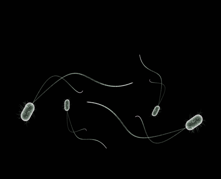 Magic Microbes for Healthy Plants