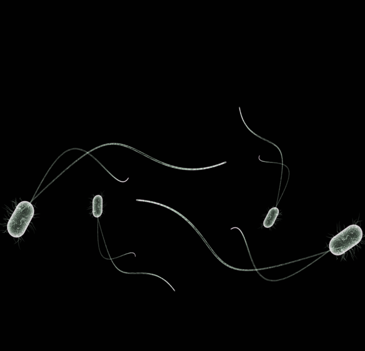 Magic Microbes for Healthy Plants