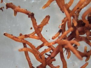 Magic Microbes for Healthy Plants
