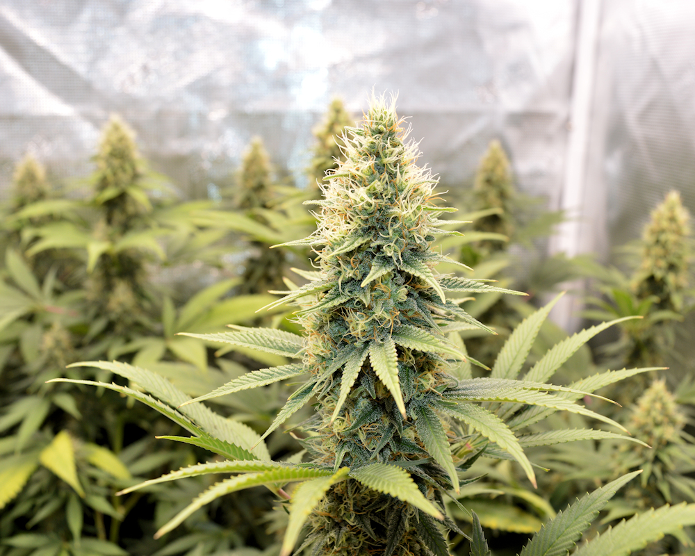 Tent Full of Fat Buds 3 Weeks Until Harvest Using Micropond Dynamics