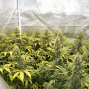 Full Glory Living Soil Grown Cannabis
