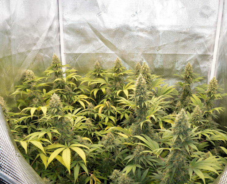 Full Glory Living Soil Grown Cannabis