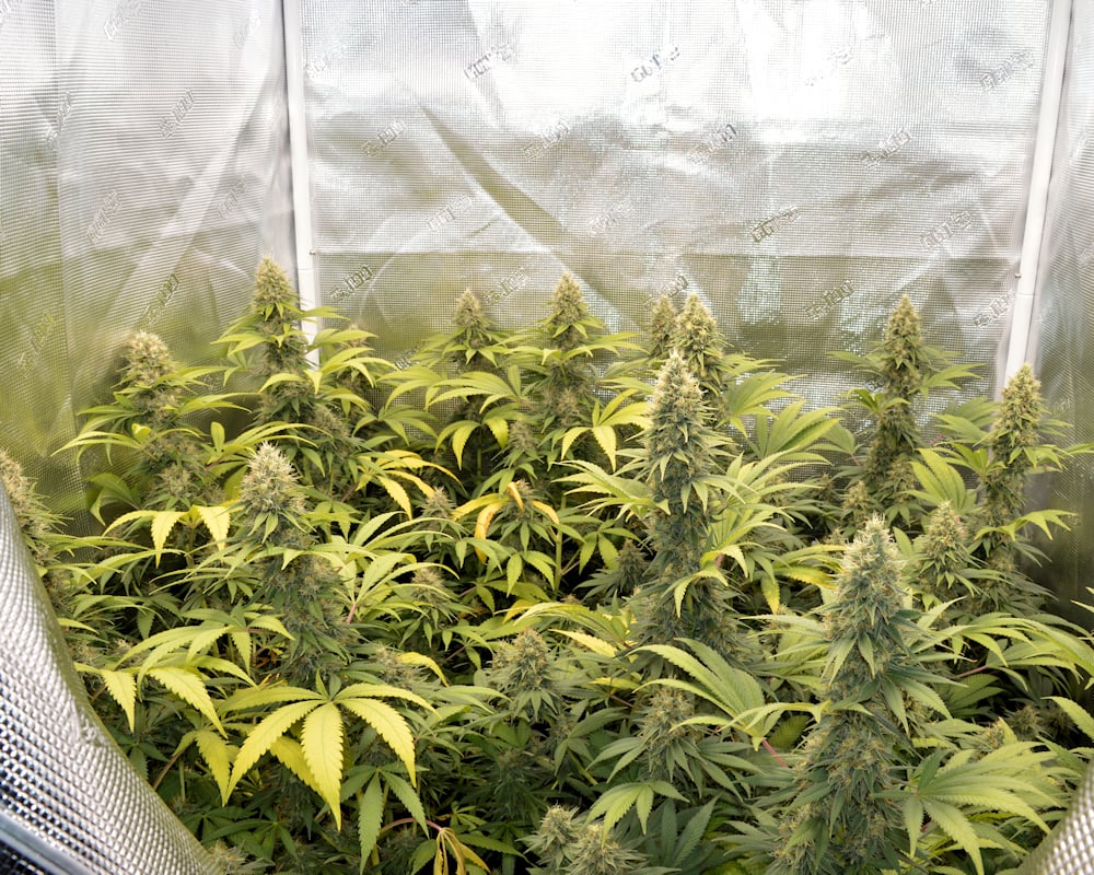 Full Glory Living Soil Grown Cannabis