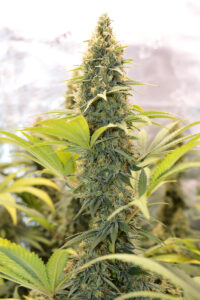 Micropond Style Promotes Large Yields This Bud Has 3 Weeks to Go