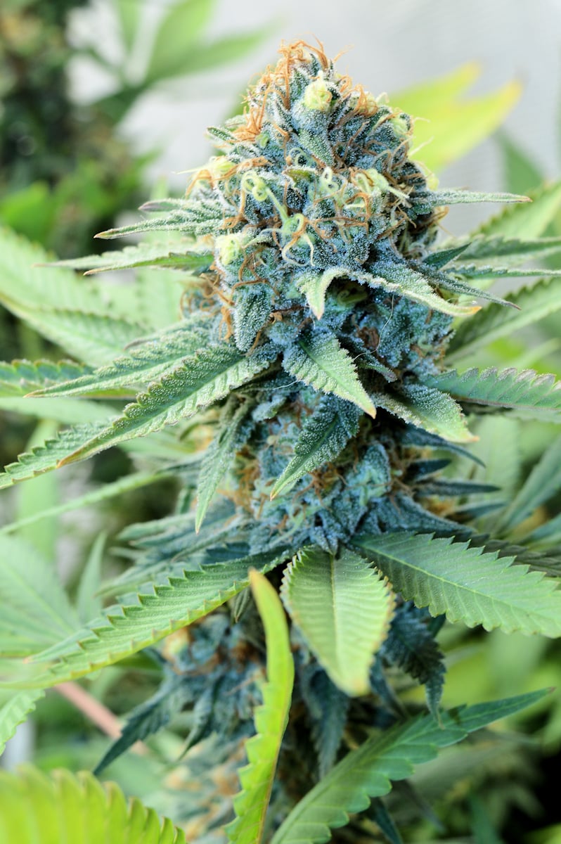 Plenty of Top Shelf Buds are Headed Your Way