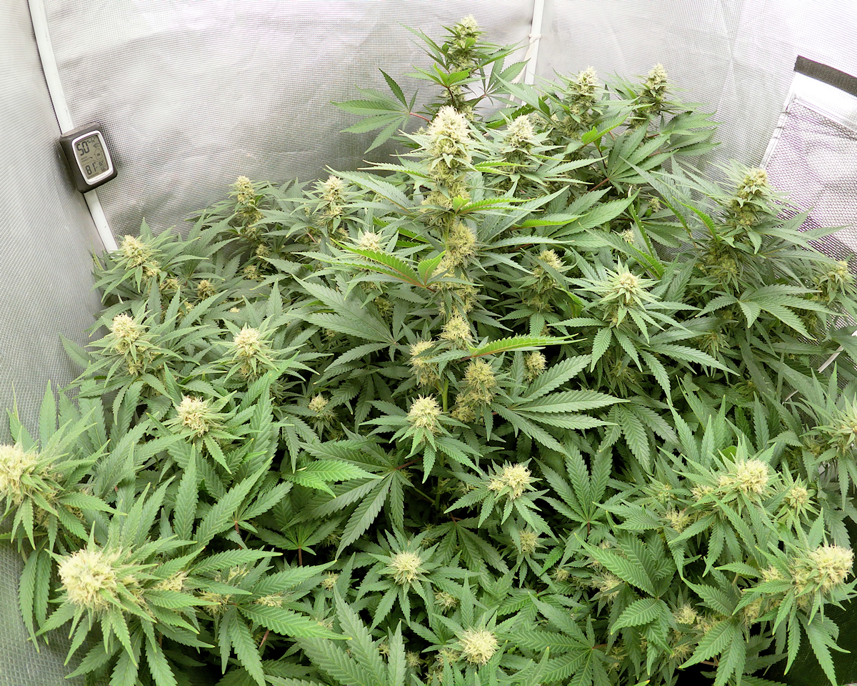 Tent Full of Happy Ass C99 at 3 Weeks into Flowering – Self Watering Pots Micropond Style