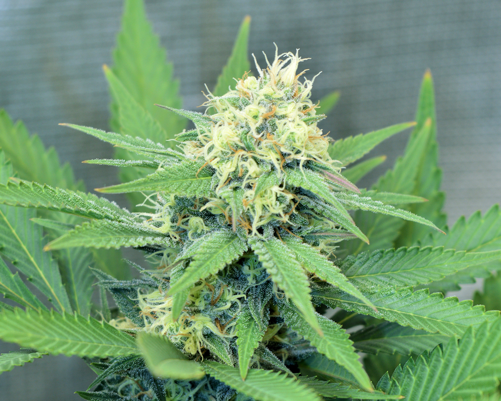 The Flavors and Smells along with Yields and Potency are All Top Shelf using Microponds