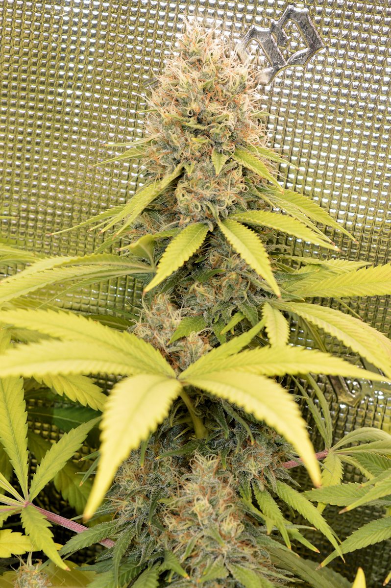 These Fat Gooey Buds Will Smoke as Good as They Look – Smooth and Elegant