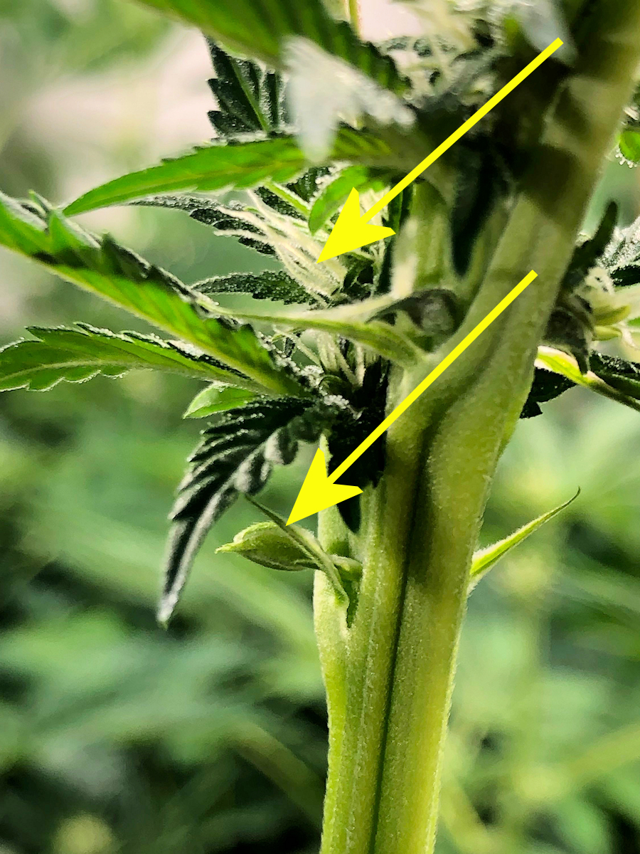 All Cannabis Varieties Will Occasionally Produce a True Hermaphrodite Individual Plant