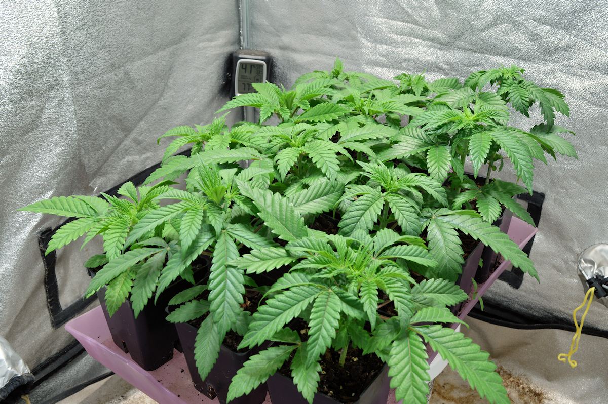 All Naturally Grown Heavy Indica Dominants