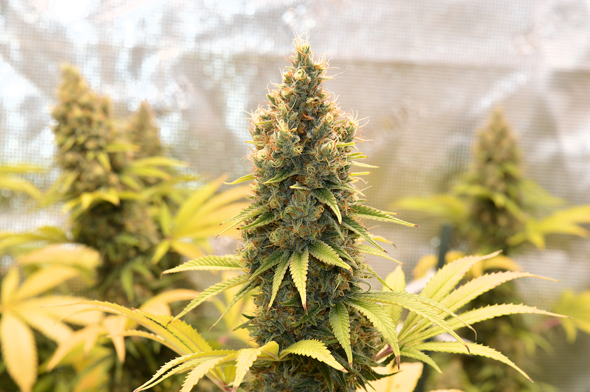 Hermaphrodite Free Buds Baybee – That is Our Goal