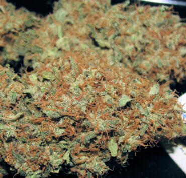 Kali Thai Buds