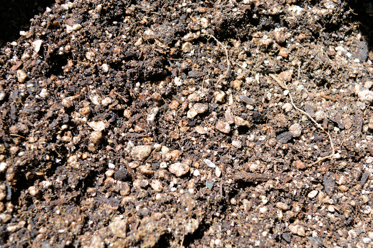 Recycling Your Soil This Way Saves You Money and Works Amazing for Growing