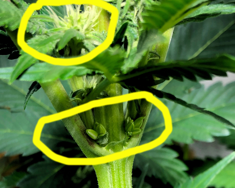 True Cannabis Hermaphrodites Male and Female Flowers Expressing