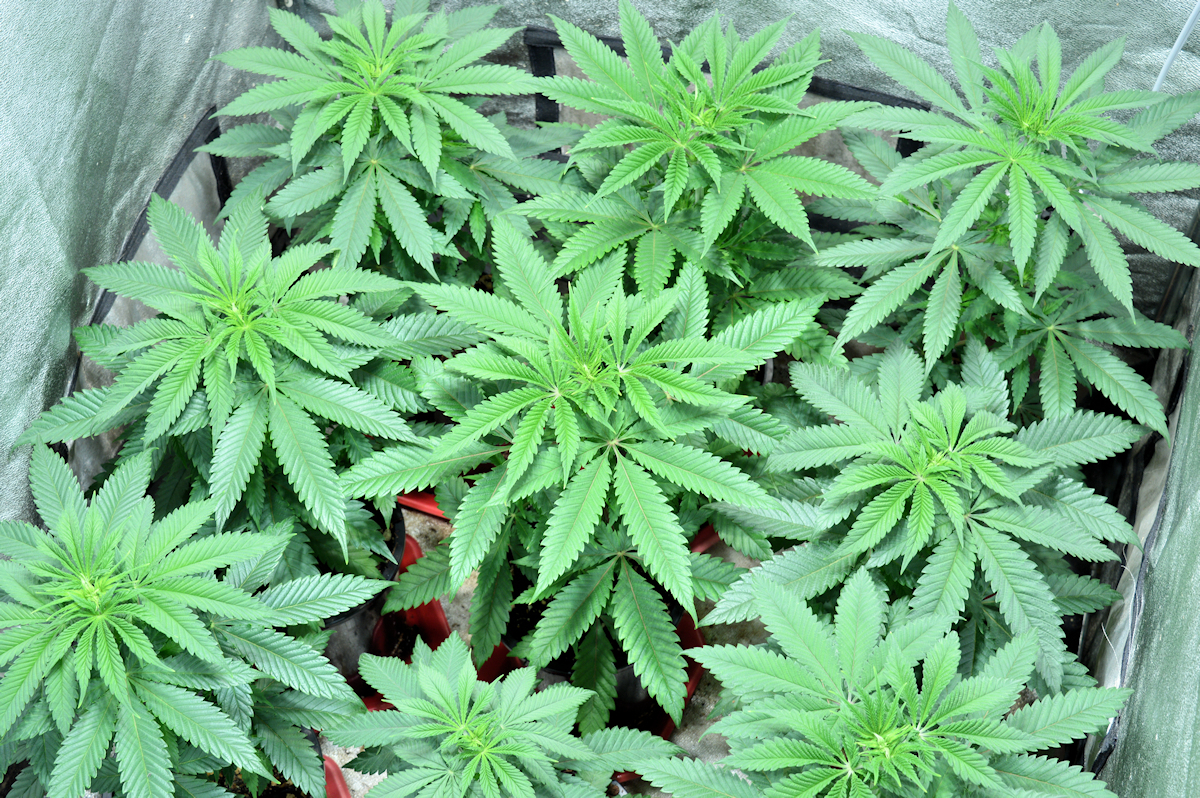 Your Plants Will Thrive Without Adding Fertilizer in Recycled Soil