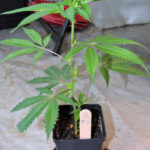 A Superstar Selected Clone Stays in My Garden Cycle for a Few Years Usually