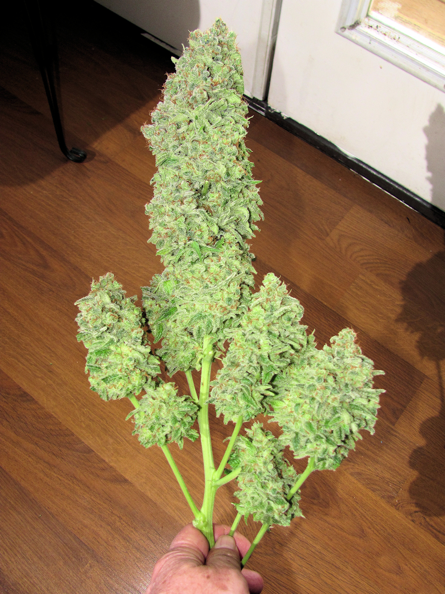Boggle Dragon Looks as Good as it Smokes