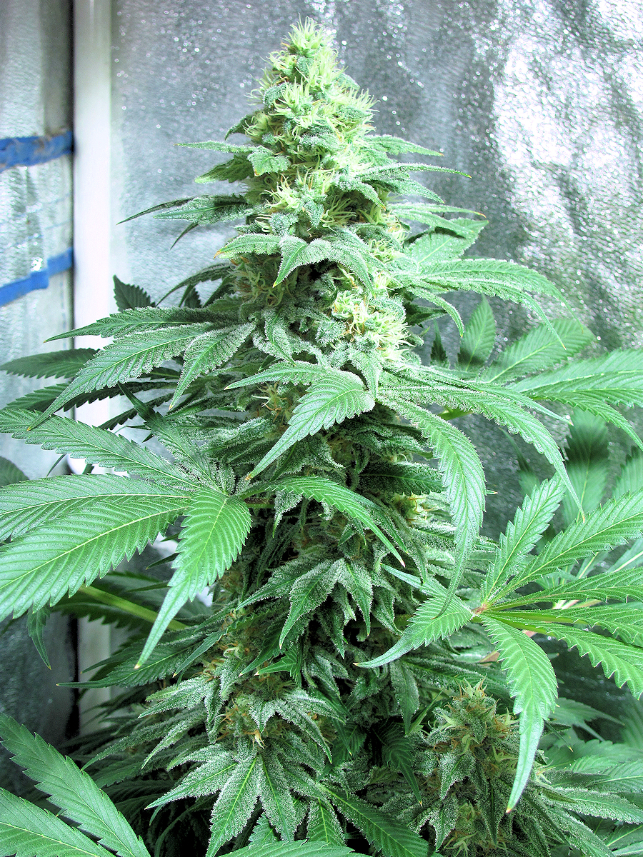 Boggle Dragon is Very Easy to Grow