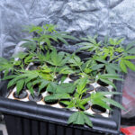 Clone King Aero Cloner Rooting Cuttings