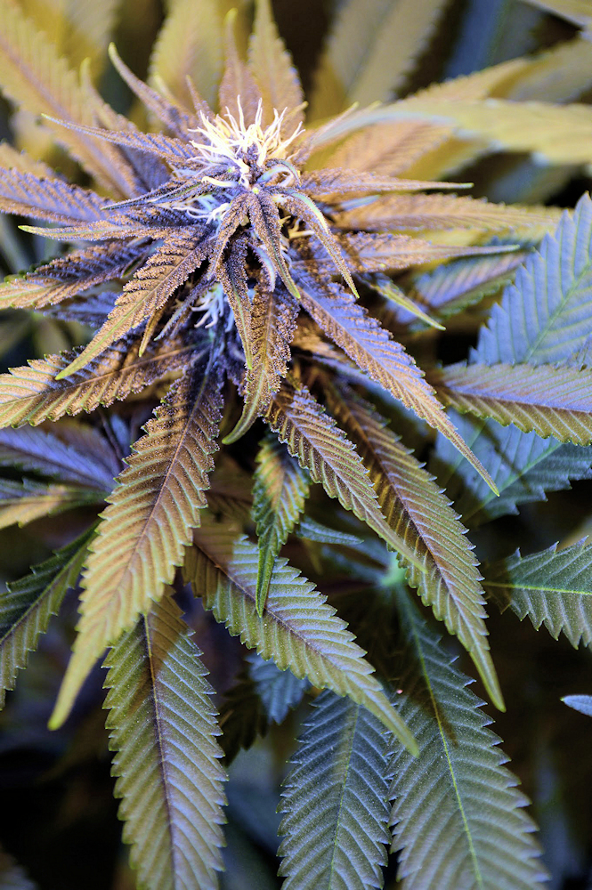 Cookies N Crack Early Flowers