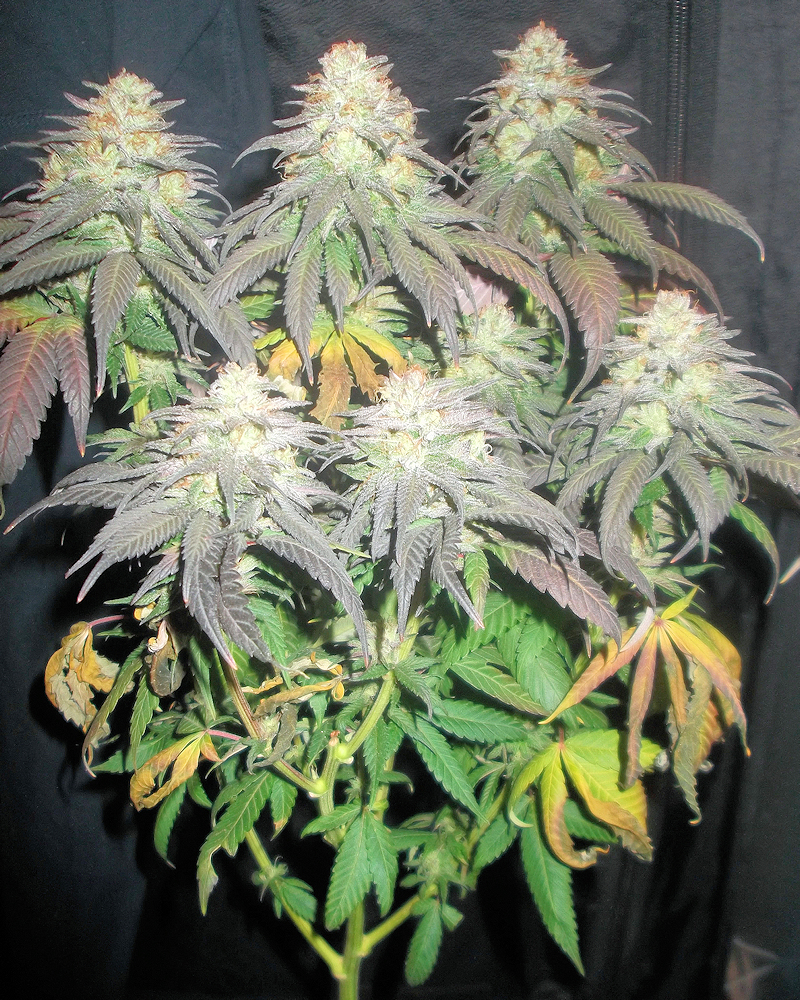 Cookies N Crack a Nice Stout Plant