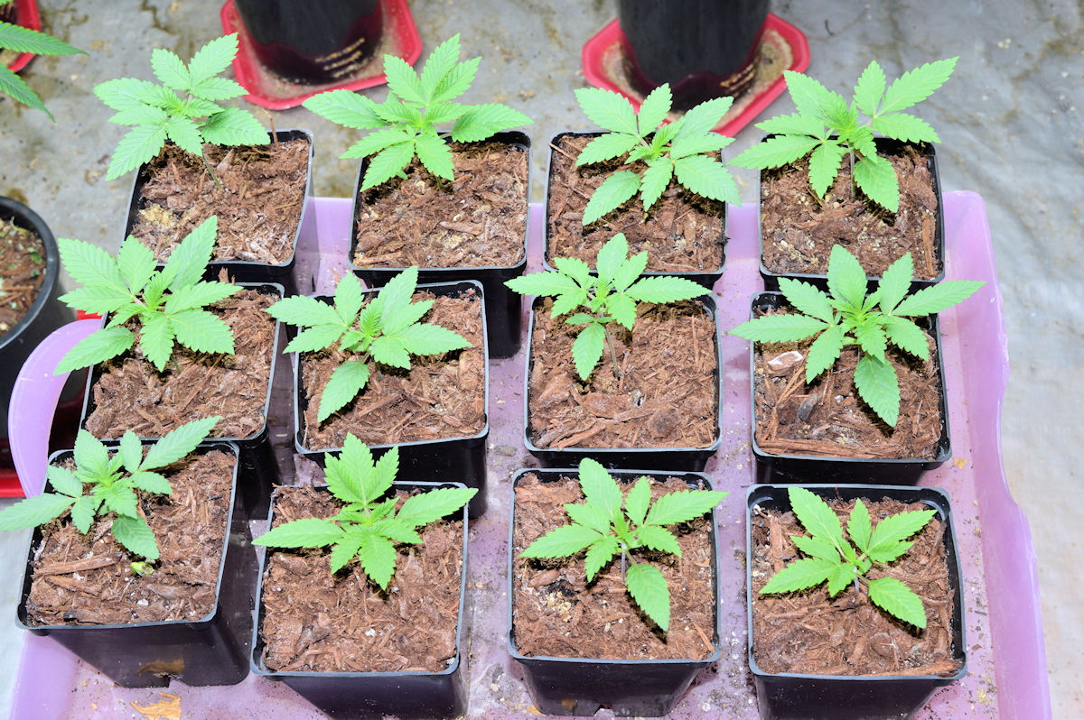Start Tracking Seedlings No Later Than 3 Weeks Above Ground