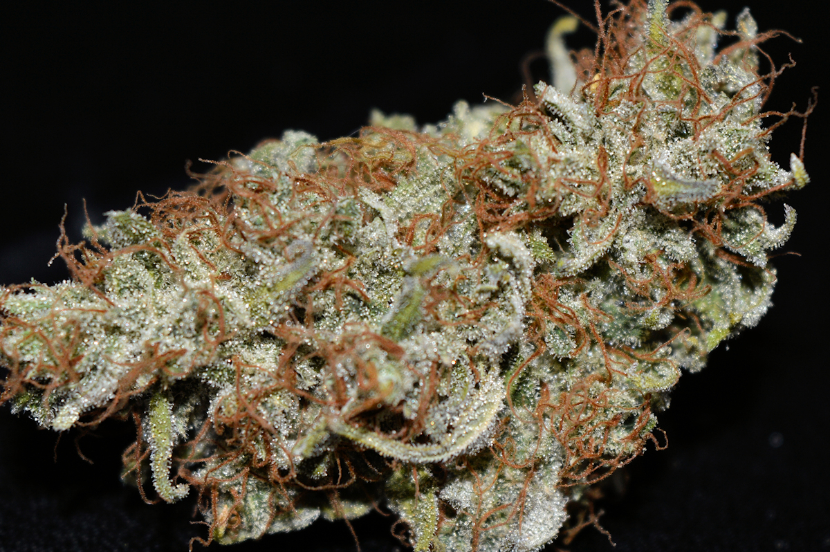 The Cinderella 99 is a Great Strain to Hunt Superior Females Within