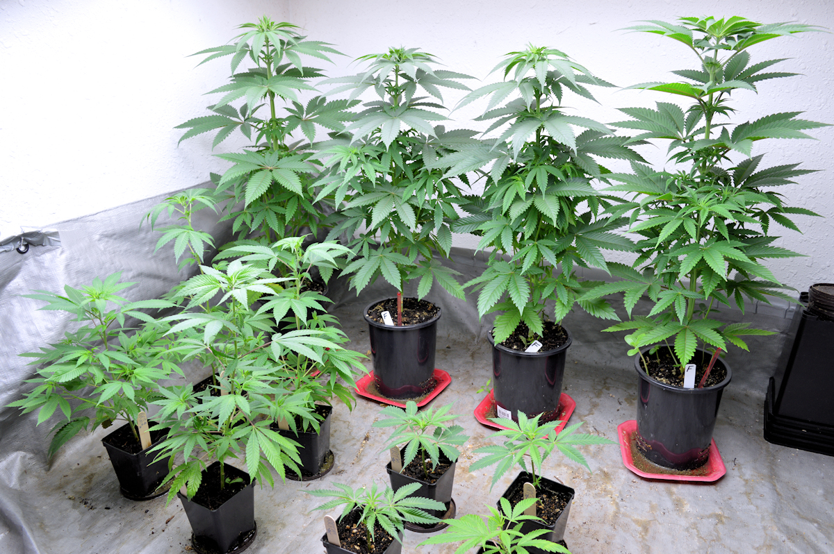 The Semi-Final Four (from 6) Female Selected Plants in Back Row
