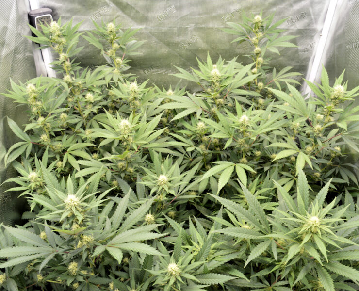 Tracking Cannabis Clones