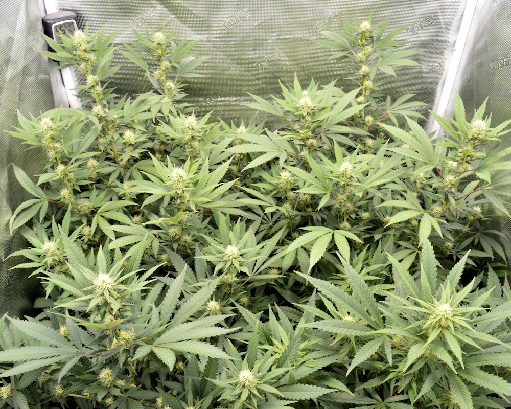 Tracking Cannabis Clones